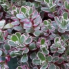 Rozchodnik kaukaski 'Tricolor' – Sedum, Phedimus sadzonka
